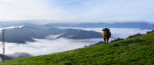 Cow grazing in green mountains with fog, Basque Country, Euskadi