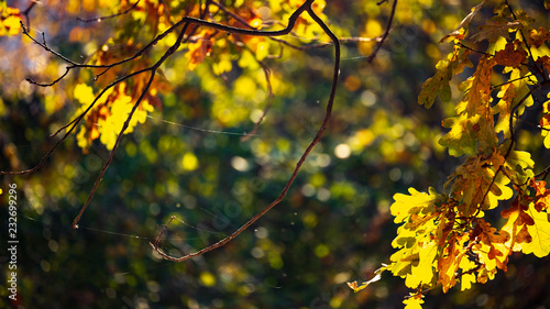 Autumn landscape © pobaralia