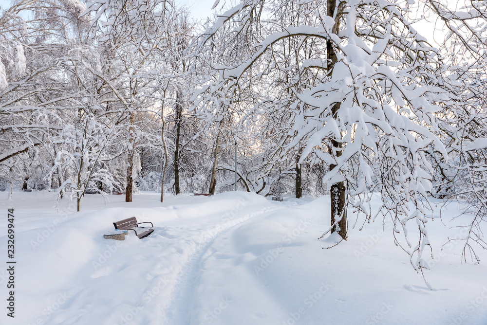Fototapeta premium Snowy winter in the Park. Trees after snowfall. Moscow. Russia