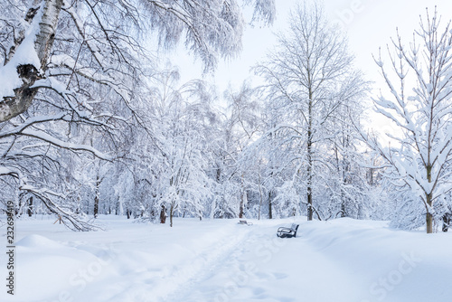Snowy winter in the Park. Trees after snowfall. Moscow. Russia © yulia_terekhina