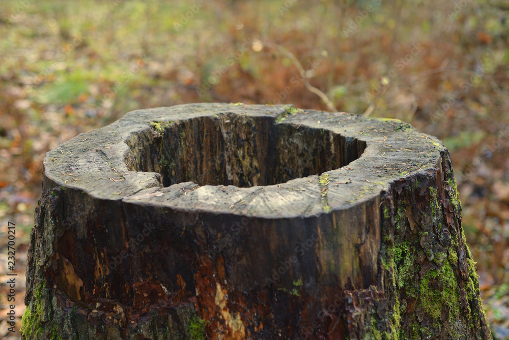Obraz premium Old stump in forest.