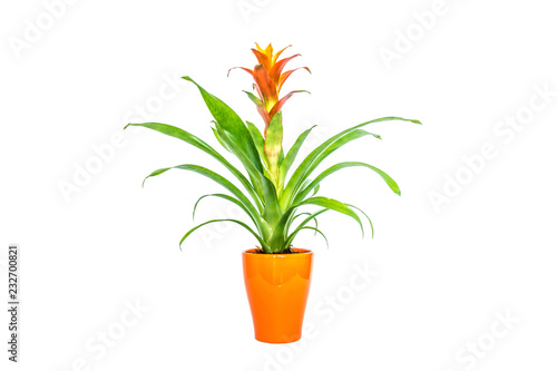 Fotografija Blooming orange bromeliad flower with green leaves in orange stylish pot closeup