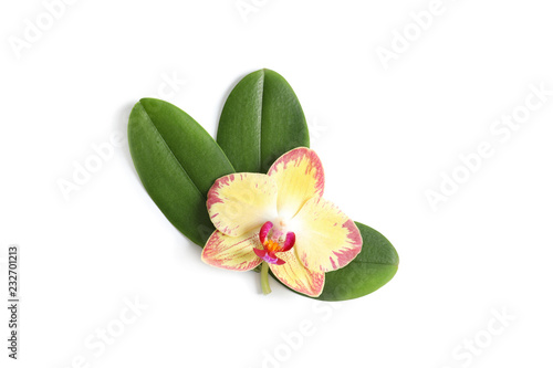 Beautiful orchid flower with leaves on white background, top view. Tropical plant