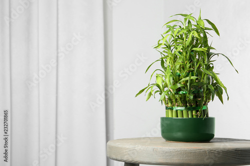 Table with potted bamboo plant near wall. Space for text