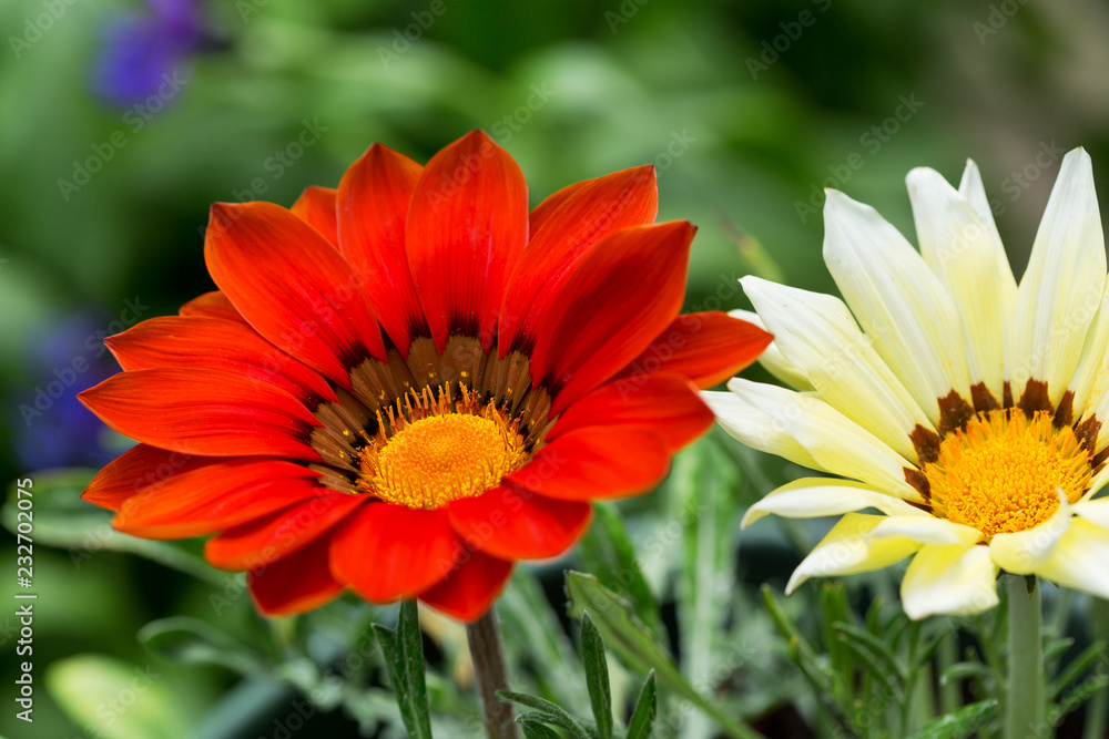 gazania flower or african daisy in a garden gazania flower or african daisy in a garden