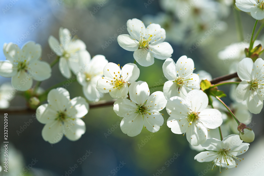 branch of cherry tree blossom