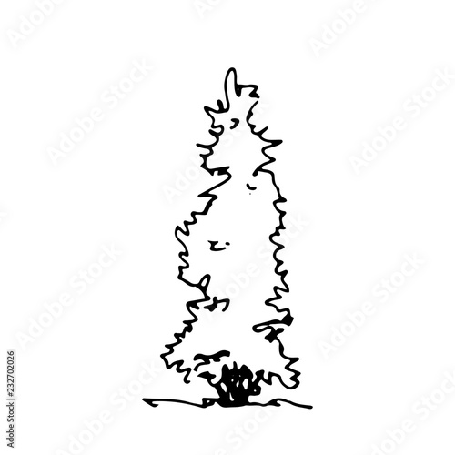 Hand drawn sketch thuja. Architect tree. Isolated shrubbery on transparent background