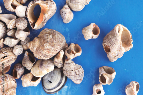 Veined rapa whelk, or Rapana venosa, sea shells on bright blue background