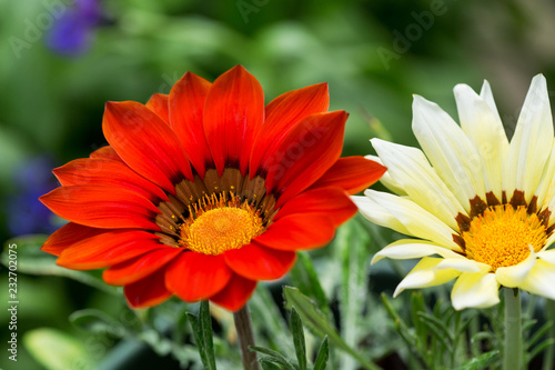 gazania flower or african daisy in a garden © Nitr