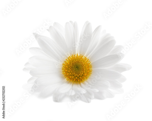 Fototapeta Naklejka Na Ścianę i Meble -  Beautiful and delicate chamomile flower on white background