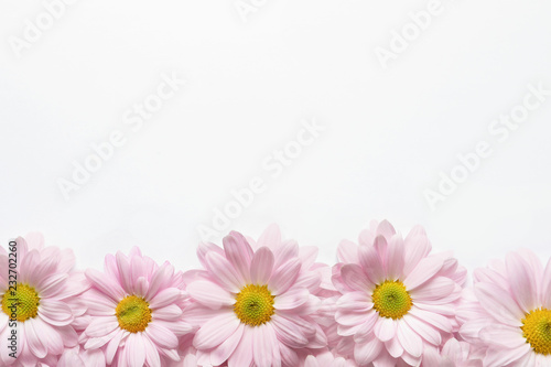 Beautiful chamomile flowers on white background  flat lay with space for text