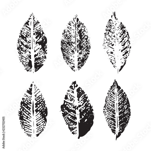 Set of vector Leaf imprints. Collection of leaves imprints on transparent background. Grunge leaves. Design elements. Leaf stamp © Екатерина Свирина