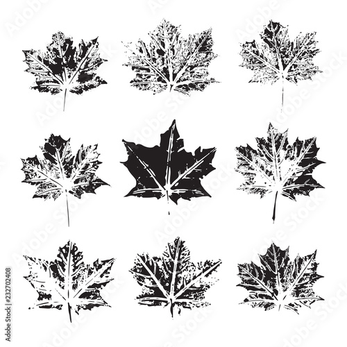 Set of vector Leaf imprints. Collection of leaves imprints on transparent background. Grunge leaves. Design elements. Leaf stamp