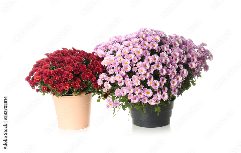 Pots with beautiful colorful chrysanthemum flowers on white background