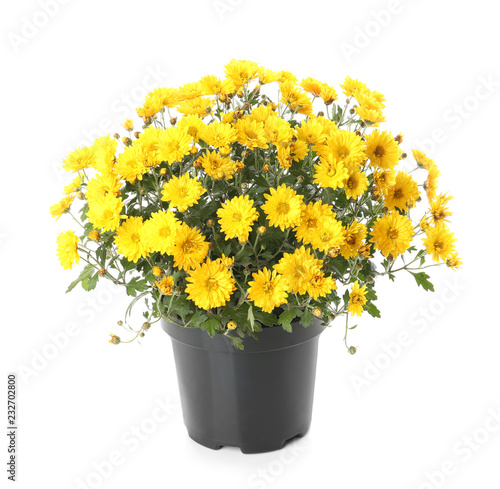 Leinwand Poster Pot with beautiful colorful chrysanthemum flowers on white background