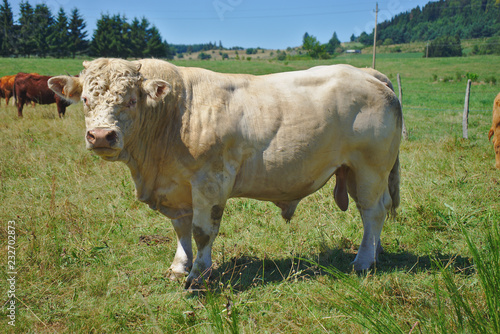 taureau Charolais, gardien de troupeau en Auvergne, Puy-de-Dôme
