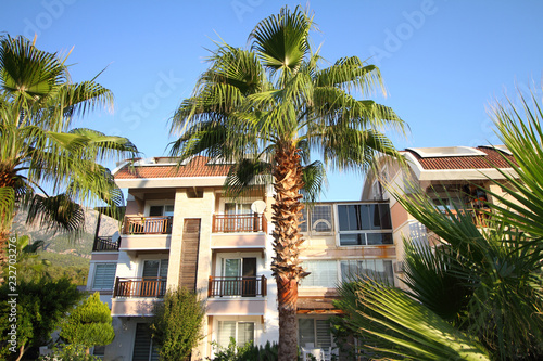 house with palm trees