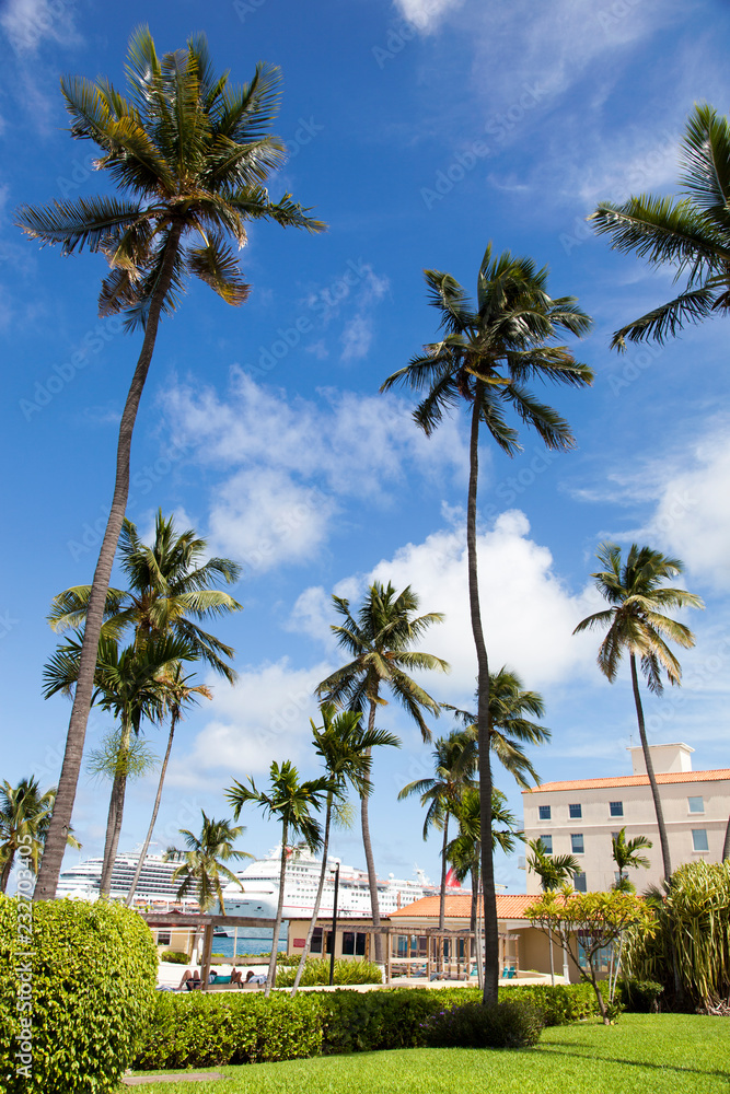 Nassau City Palms