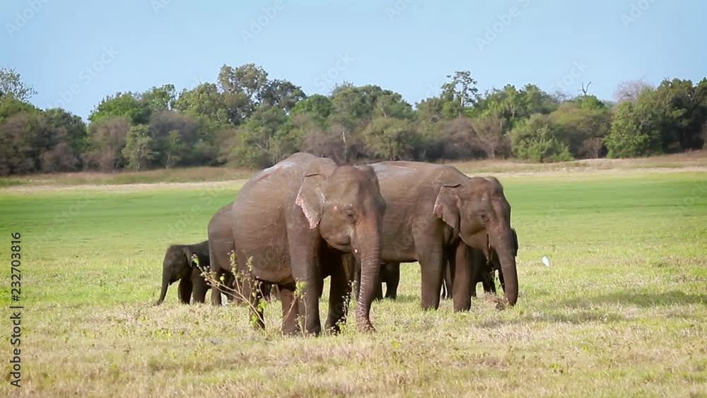 Asian Elephant in Minnerya national park, Sri Lanka - specie family of Elephantidae Asian Elephant in Minnerya national park, Sri Lanka - specie family of Elephantidae