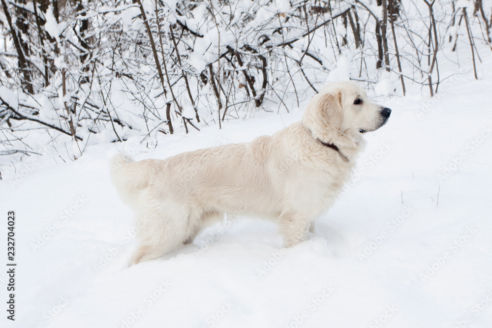 white dog in the snow