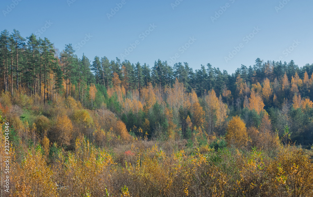Autumn warm landscape. Beautiful gold fall in the forest in clear weather.
