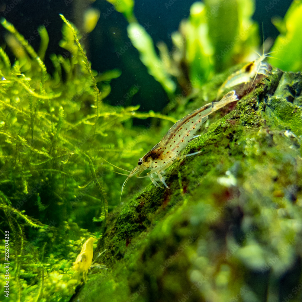 Amano and drawf yellow shrimps in nano freshwater tropical tank