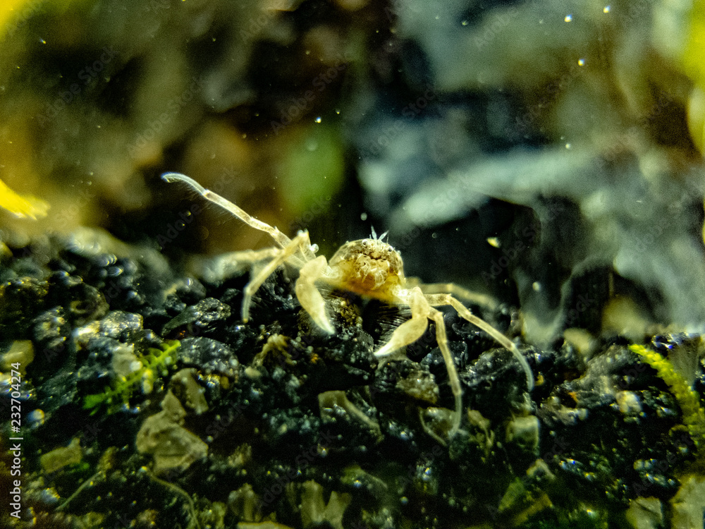 Micro crab close up