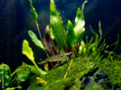 Amano shrimp in tropical nano freshwater tank