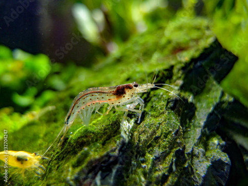 Amano shrimp arching post shedding its skin