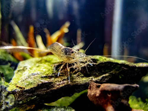 Amano Shrimp Close Up on a rock in a planted freshwater nano tank