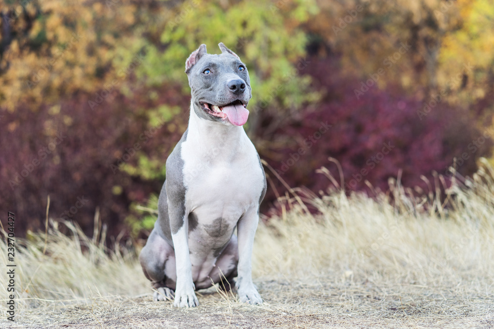portrait cute dog blue american staffordshire terrier pit bull puppy in the forest in nature