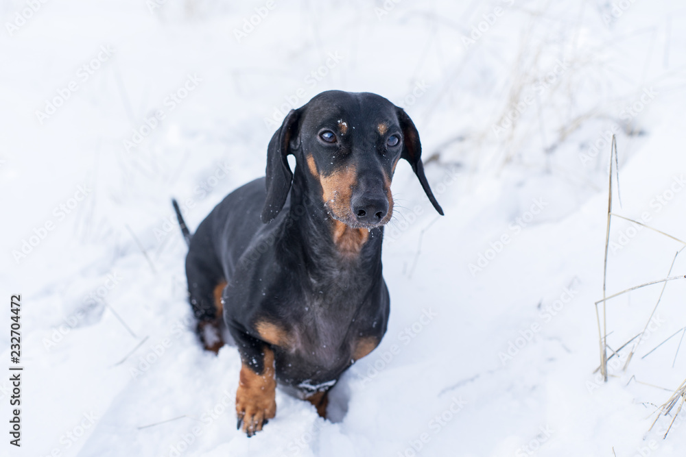portrait beautiful dachshund dog, black and tan, froze, on snow in winter day