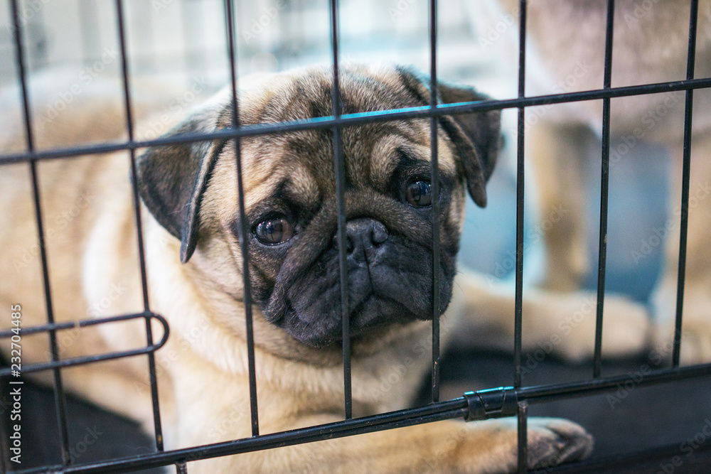 Pug sales in cage