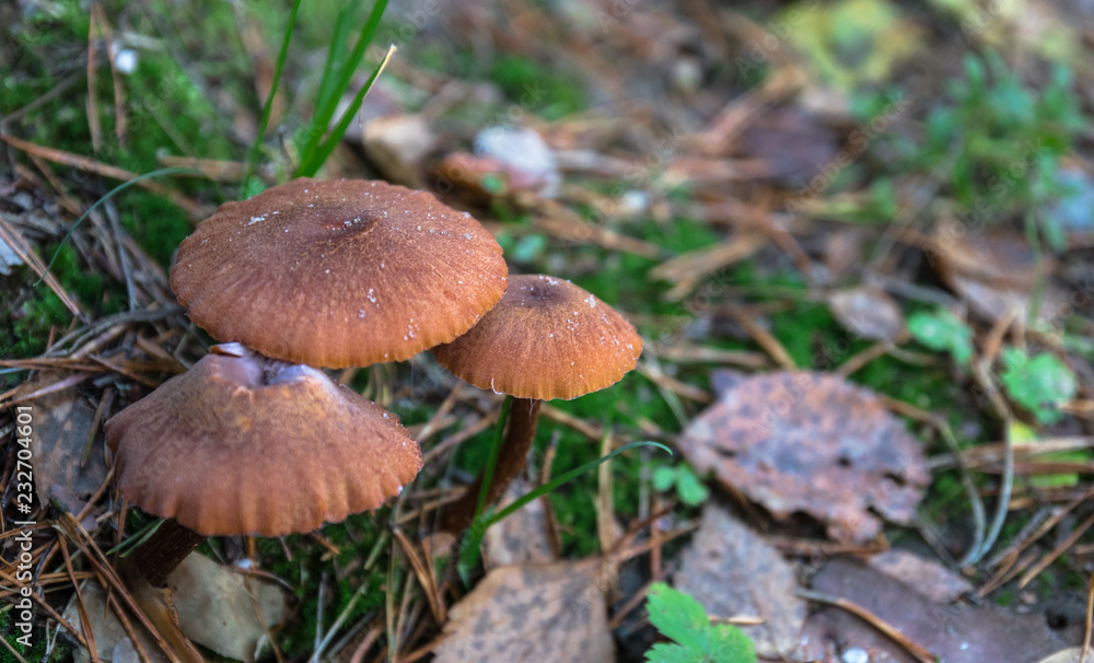 Mushroom picking. Collecting mushrooms in the forest in autumn in nature. Dissimilar mushroom grows. russula emetica, mushroom with an orange cap, toad, brown mushroom, swamps. Mushroom picking. Collecting mushrooms in the forest in autumn in nature. Dissimilar mushroom grows. russula emetica, mushroom with an orange cap, toad, brown mushroom, swamps.