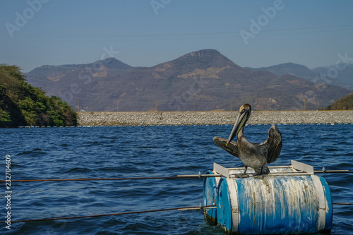 Pelican in  Chicoasen Hydroelectric  Reservoir in  the end of Sumidero Canyon in Chiapas State in southern Mexico photo