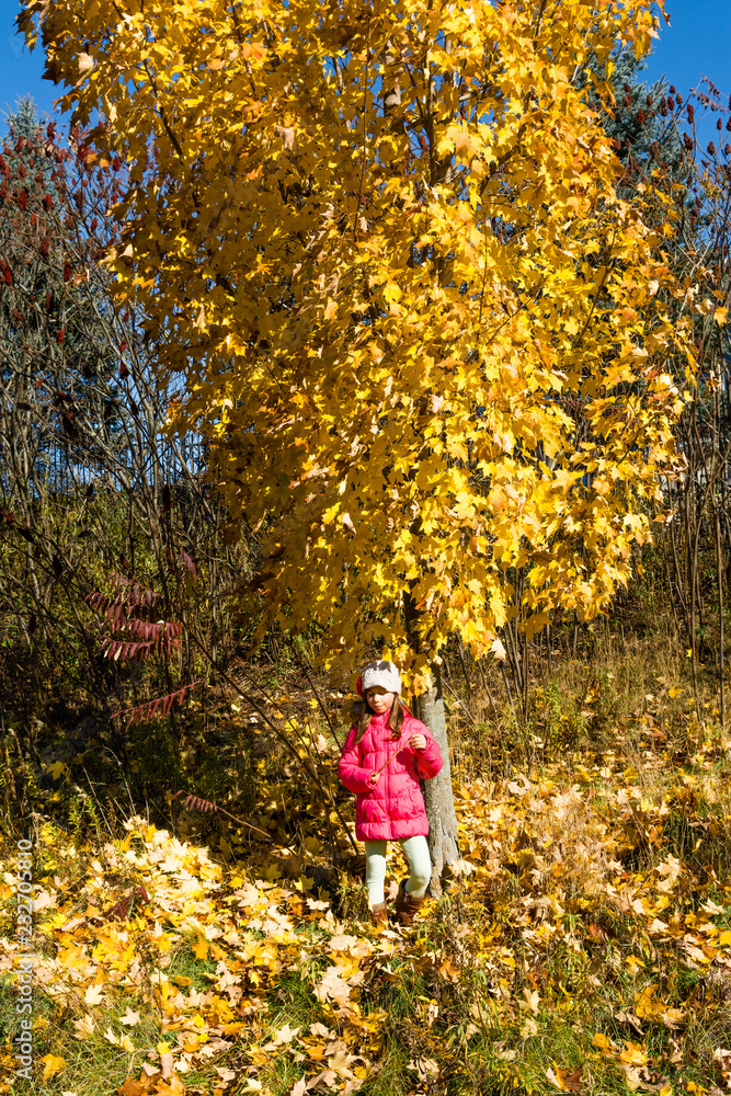 The girl leaned against an autumn maple with golden leaves The girl leaned against an autumn maple with golden leaves