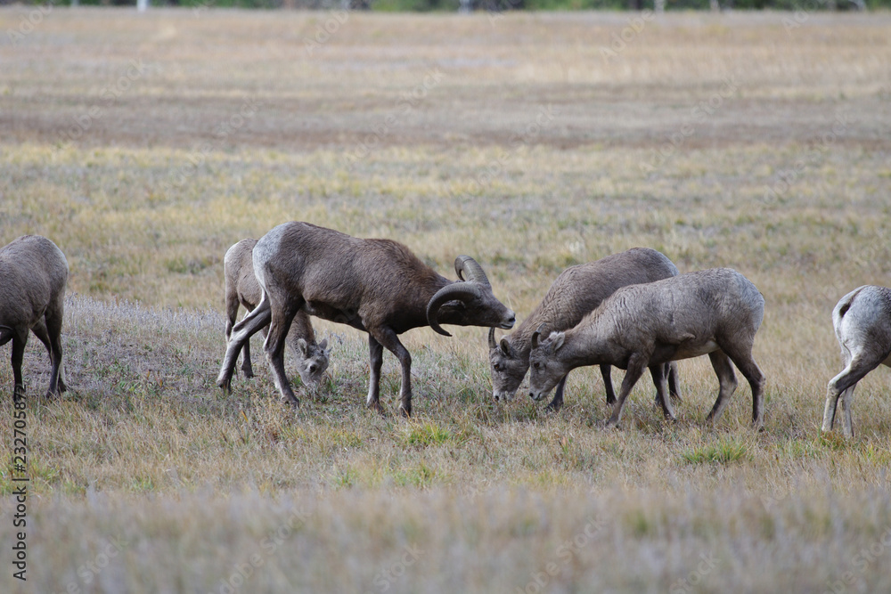 Fototapeta premium Rocky Mountain Bighorn Sheep, Montana