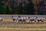 Rocky Mountain Bighorn Sheep, Montana