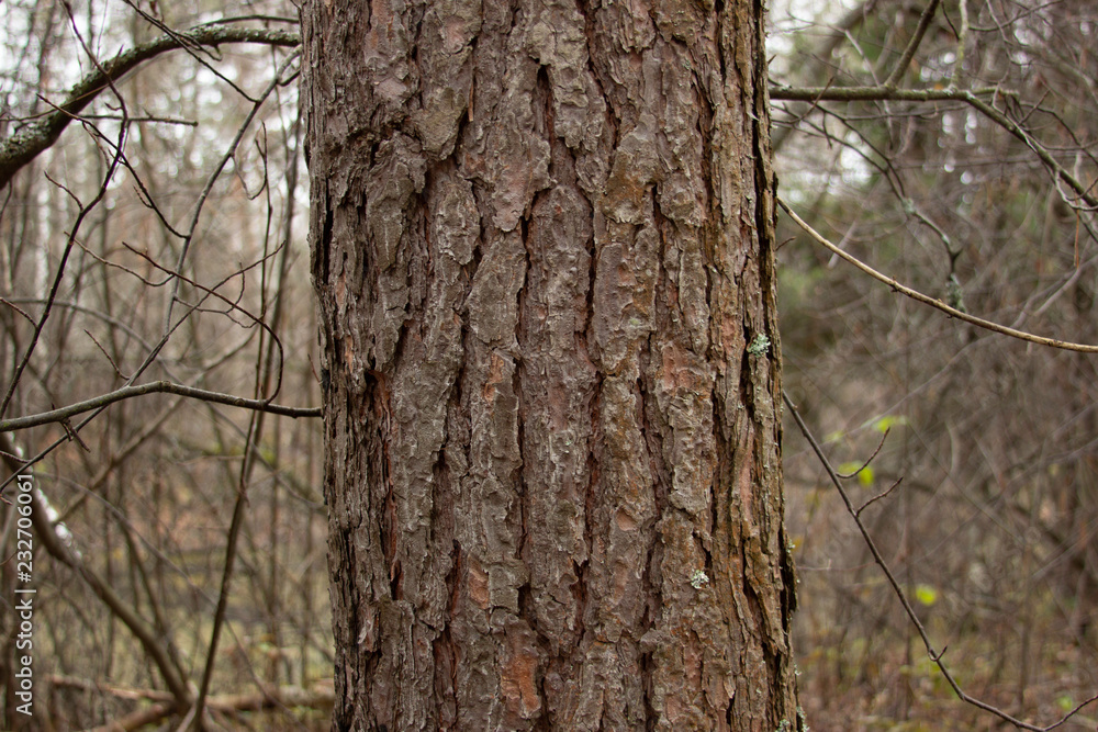 Pine's natural pattern close-up