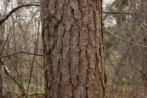 Pine s natural pattern close-up