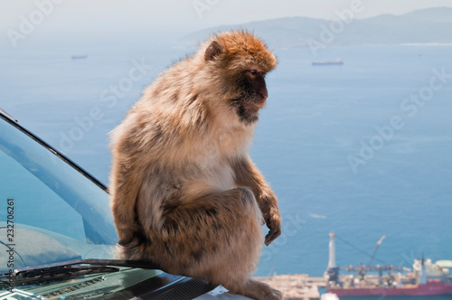 Berberaffe, Gibraltar, Britisches Überseegebiet © AndreasJ