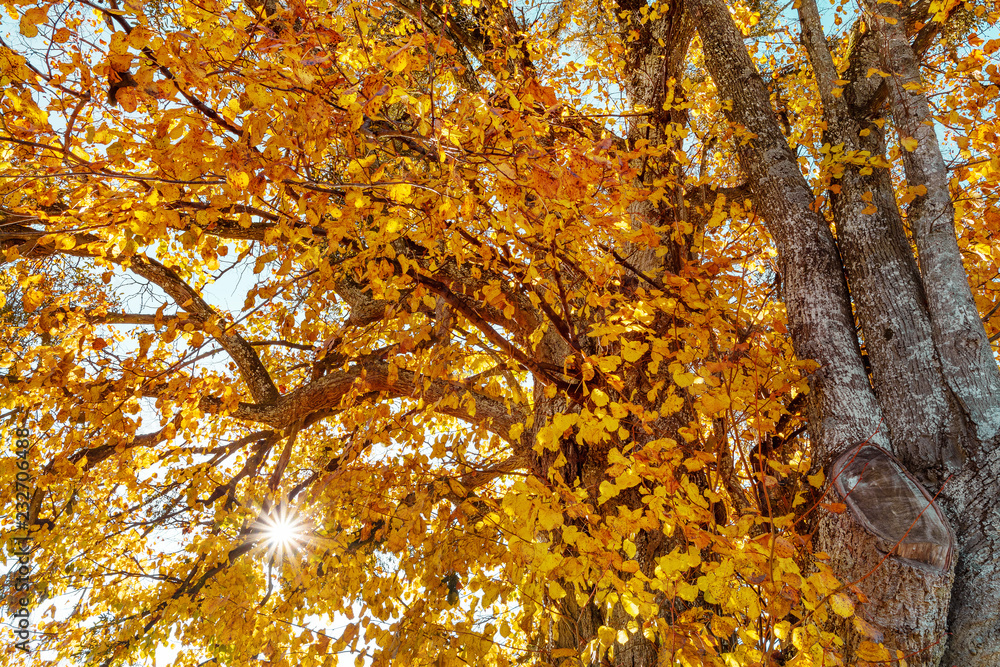 Baum mit Herbstblätter und Sonne Baum mit Herbstblätter und Sonne