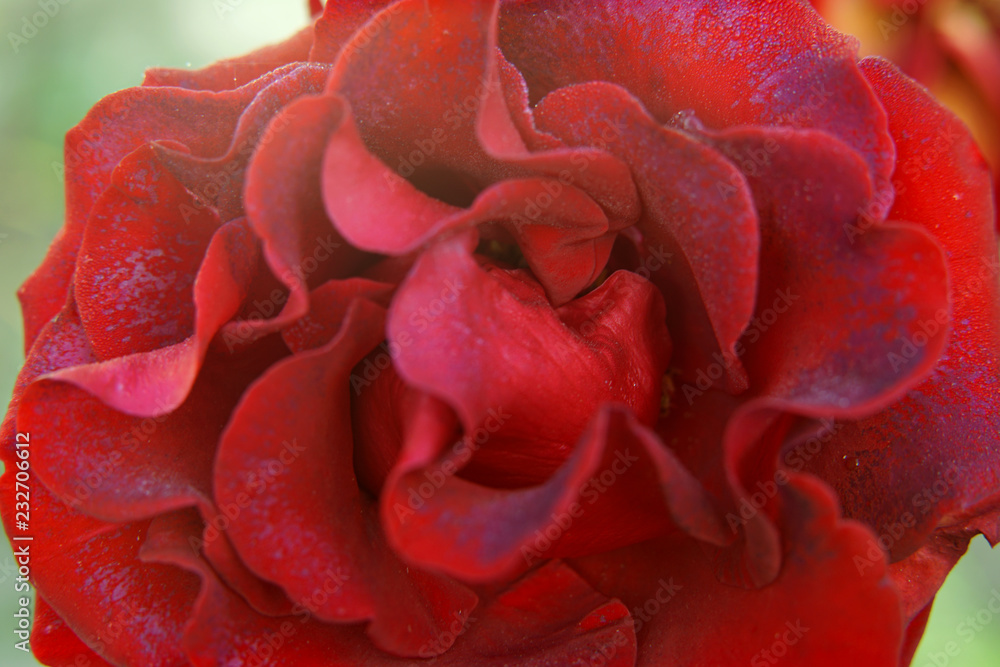 Naklejka premium Red rose close-up.