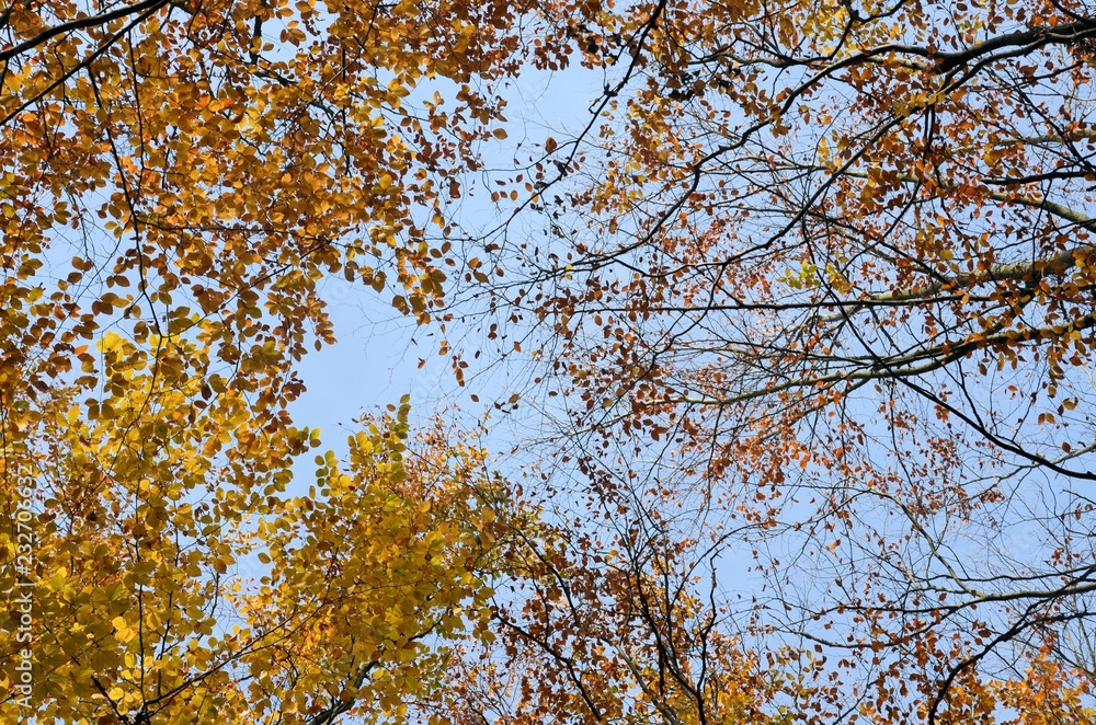 Fototapeta premium Herbstlich bunte Baumkronen am blauen Himmel