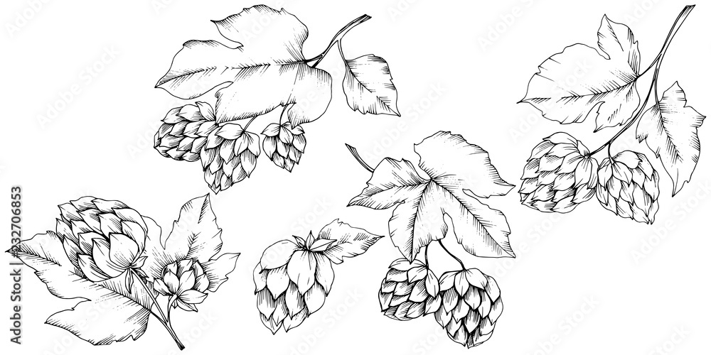 Vector. Black and white engraved humulus ink art. Isolated humulus illus Vector. Black and white engraved humulus ink art. Isolated humulus illus