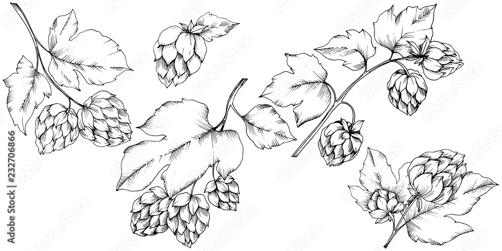 Vector. Black and white engraved humulus ink art. Isolated humulus illus Vector. Black and white engraved humulus ink art. Isolated humulus illus