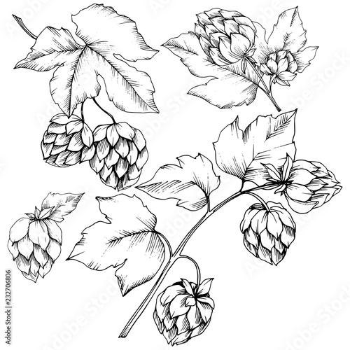 Vector. Black and white engraved humulus ink art. Isolated humulus illus
