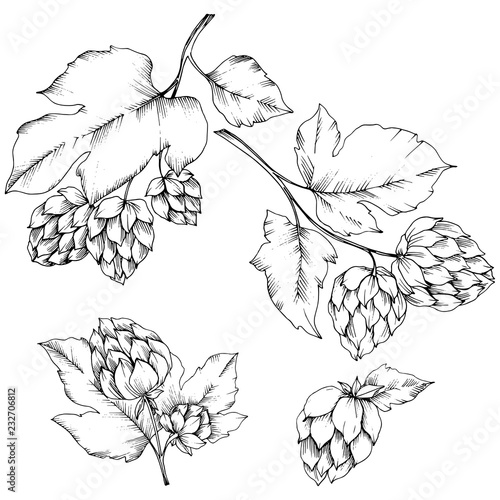 Vector. Black and white engraved humulus ink art. Isolated humulus illus