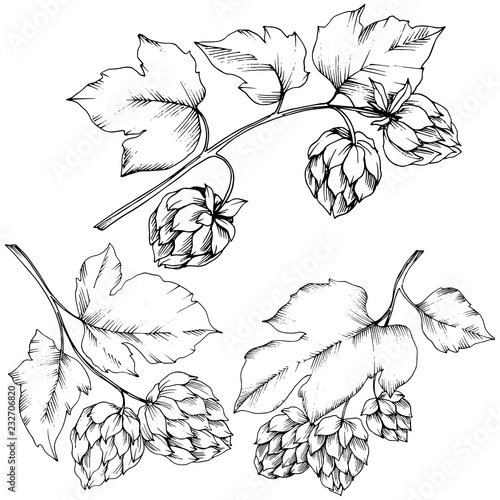 Vector. Black and white engraved humulus ink art. Isolated humulus illus