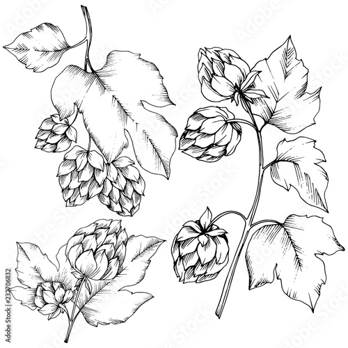 Vector. Black and white engraved humulus ink art. Isolated humulus illus
